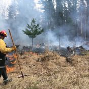 The University of Wisconsin-Stevens Point Wisconsin Forestry Center is hosting a webinar series on prescribed fire for forest management through October.