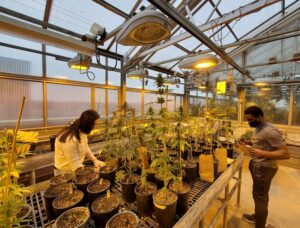 UW-Stevens Point researching hemp farming for economic, environmental benefits
