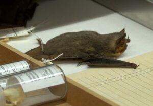 WAOW: Wisconsin Department of Natural Resources fears the bat population is in serious danger
