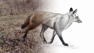 UW-Stevens Point offering ‘Drawing Wildlife from Photos’ workshop