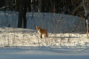 Schmeeckle Reserve offers nature programs at UW-Stevens Point in March