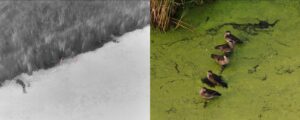 Graduate researcher takes conservation to new heights with drone technology