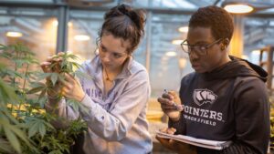Learn about history of cannabis cultivation as part of free lecture series at UW-Stevens Point