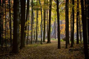 UWSP’s Schmeeckle Reserve to host programs this fall