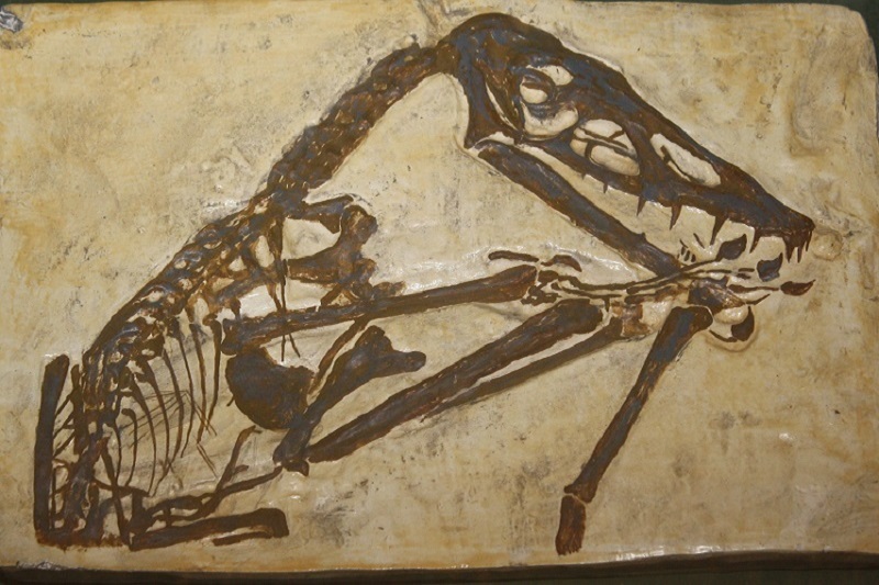 pterosaur cast