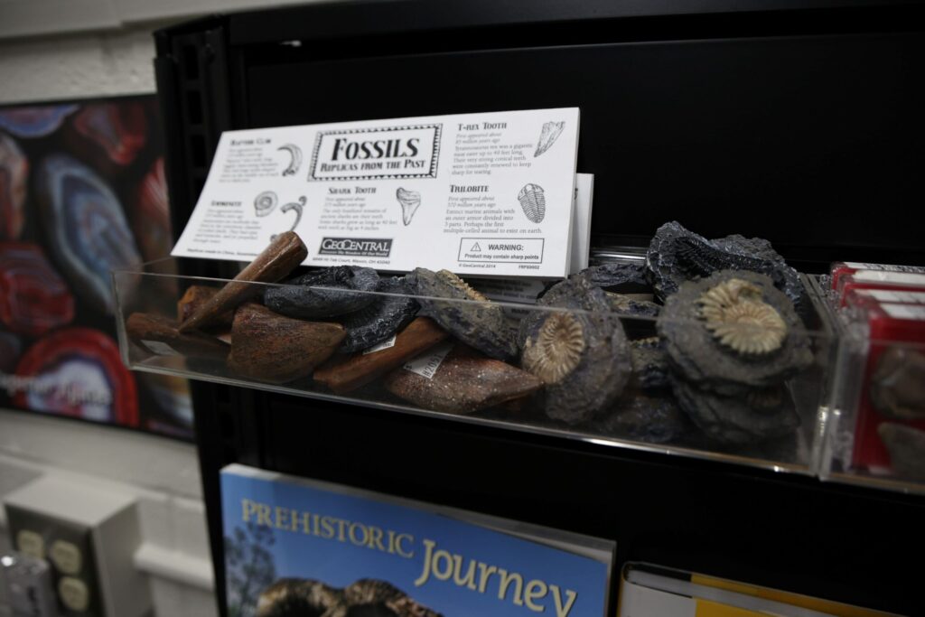 fossil replicas for sale in museum shop