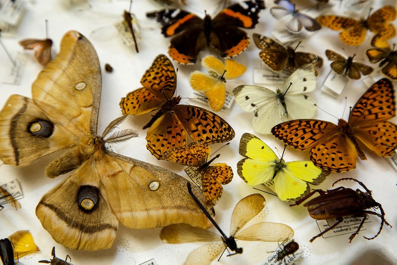 closeup of butterfly specimens in entomology collection