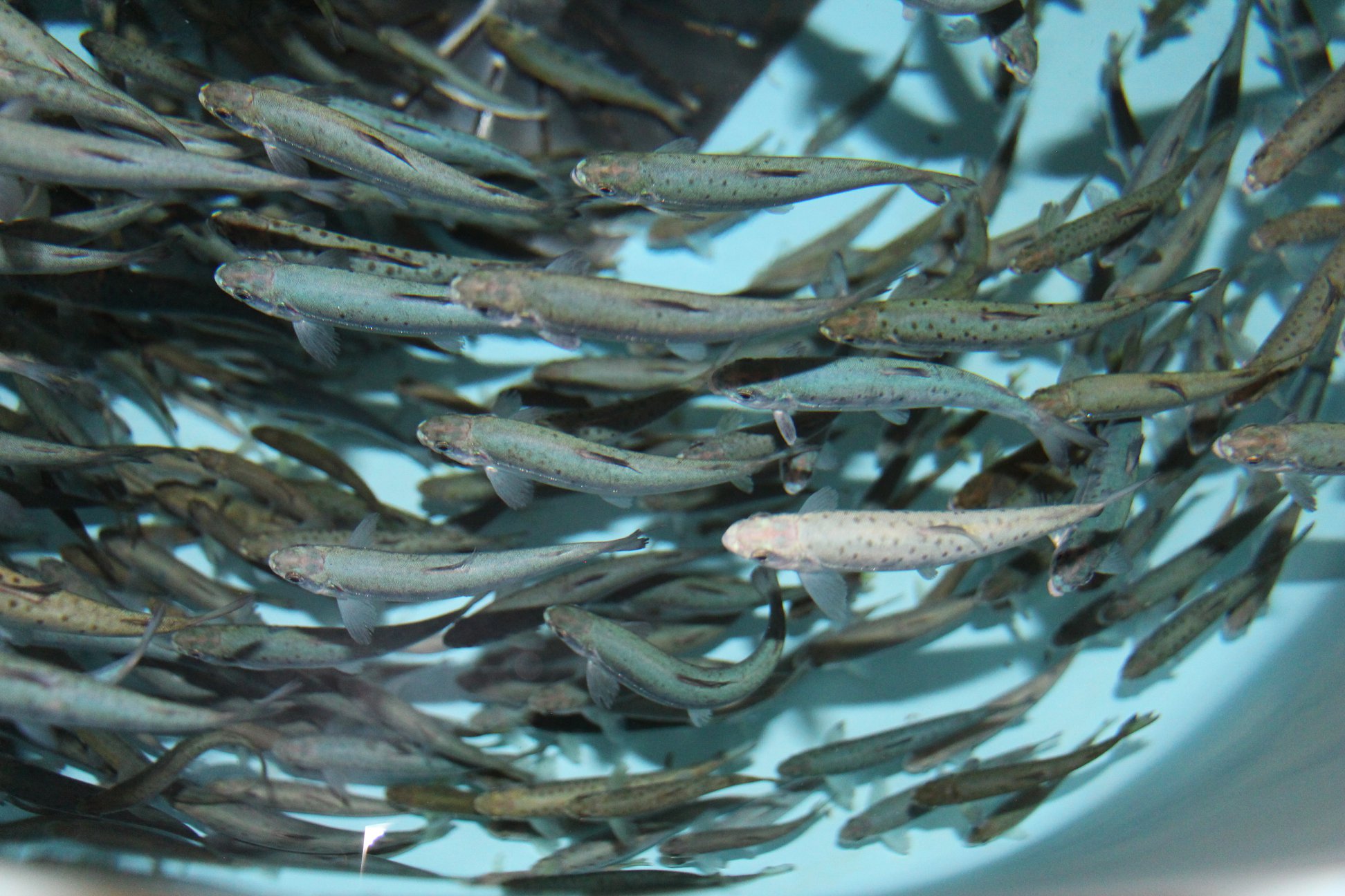 Fish from our Northern Aquaculture Demonstration Facility