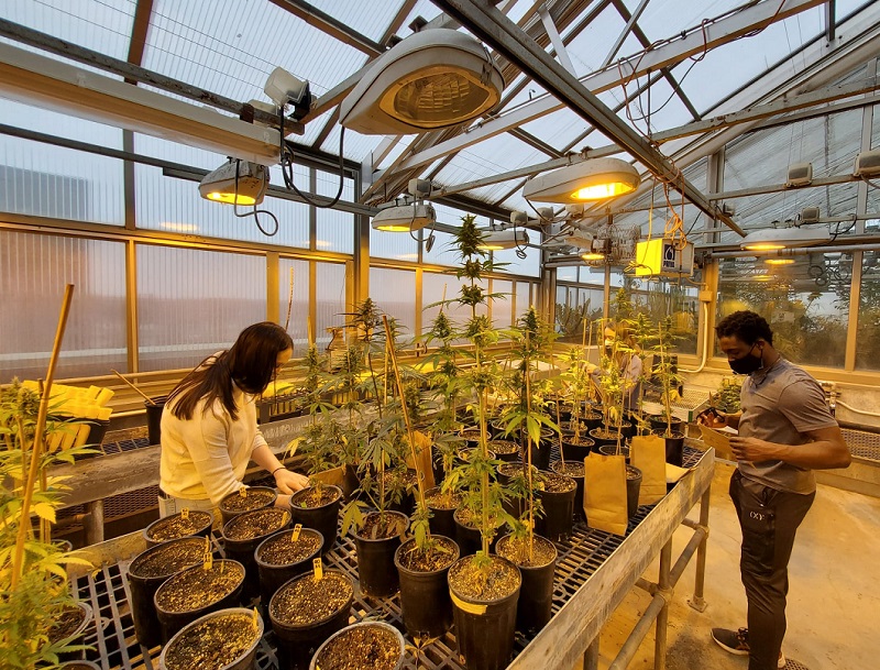Students doing research in the greenhouse on hemp.