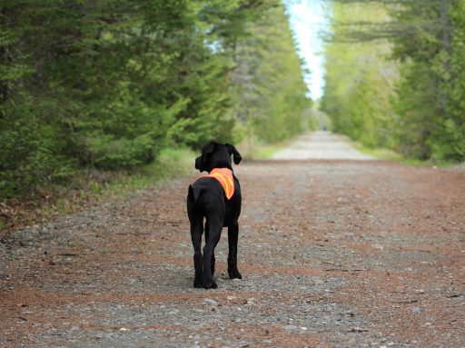 Black dog in orange vest