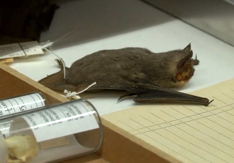 long eared bat specimen