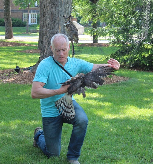 Biology Professor Bob Rosenfield nets a Cooper's Hawk for study as his owl partner looks on.