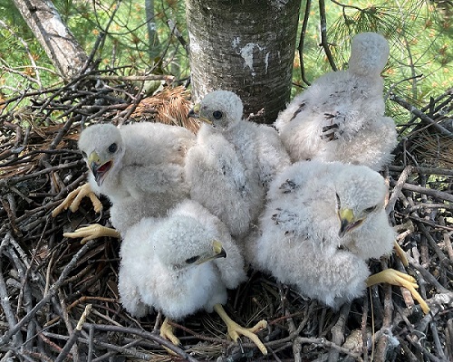 Five white, fluffy Cooper's hawk babies in their nest