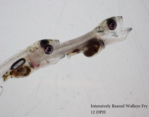 UWSP NADF Cannibalistic behavior in walleye 12 DPH