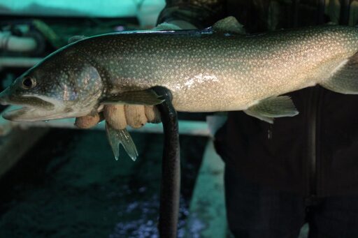 Sea Lamprey Attaches to Lake Trout