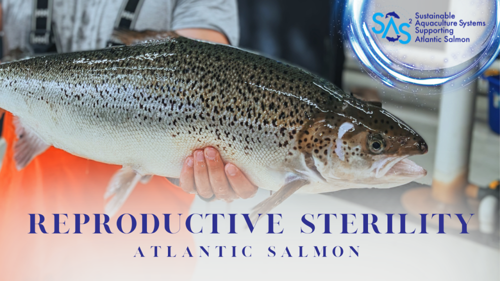 Atlantic salmon reproductive sterility research video