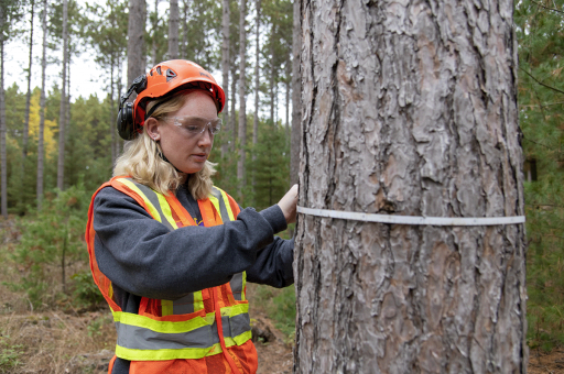 UWSP Student measures a tree during a field lab.