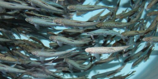 Atlantic salmon fingerlings