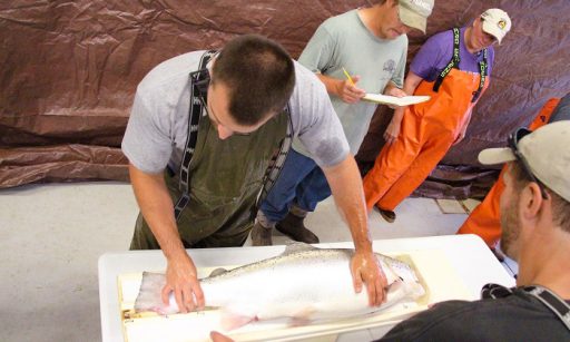 weighing and measuring Atlantic salmon