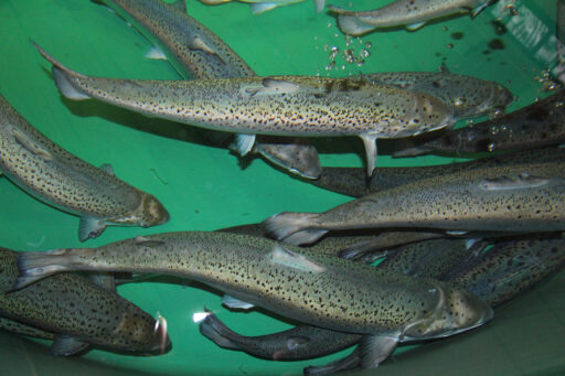 Atlantic Salmon in water reuse system