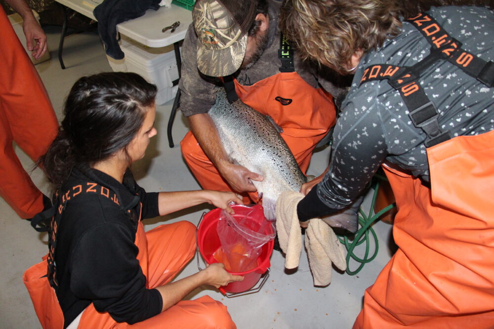 Spawning Atlantic salmon Broodstock at the Northern Aquaculture Demonstration Facility