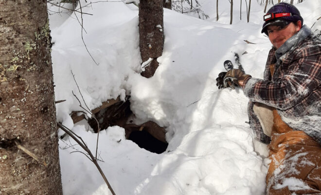 One of the student researchers from UW-Stevens Point looks and listens for signs of cubs in an active bear den. Photo by Cheri Schultz.