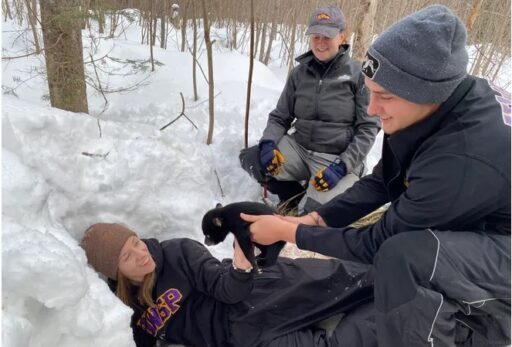 UWSP Professor Cady Sartain looks on as students Luke Trittelwitz and Amber Smith return a black bear cub to its den near Clam Lake as part of UWSP's Black Bear Project. Photo by Paul Smith.
