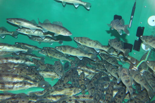 Walleye raised at UWSP NADF in water reuse system