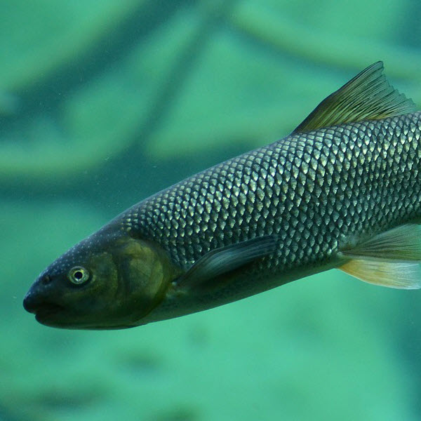 brown trout in water