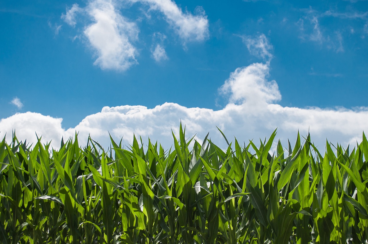 cornfield