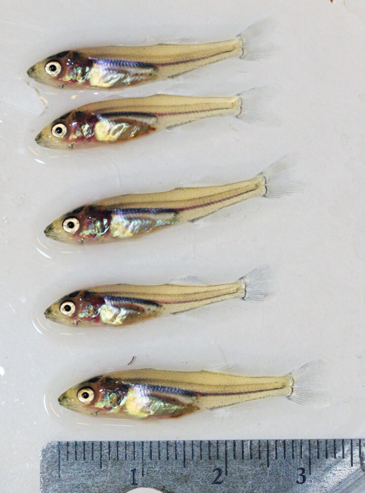 Walleye fingerlings raised at UWSP NADF