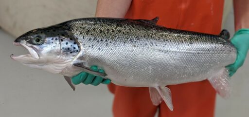 Atlantic salmon raised in water reuse system at UWSP NADF