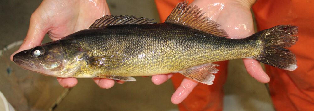 Walleye raised in water reuse systems at UWSP NADF