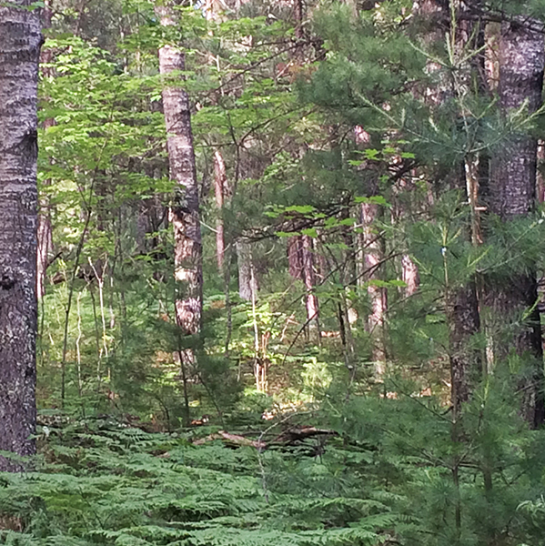 forest