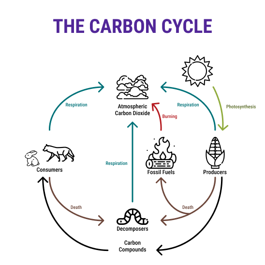 Into the Cool: Energy Flow, Thermodynamics, and Life