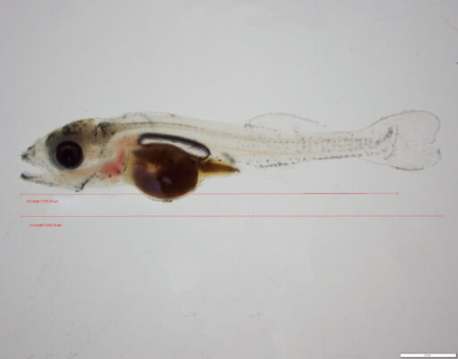 larval walleye raised intensively at UWSP NADF