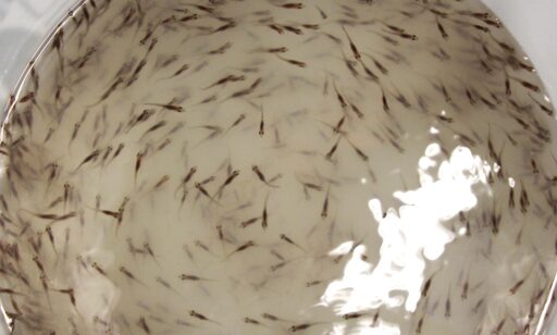 UWSP NADF larval walleye 20dph