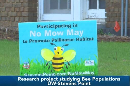 UWSP students research bees and other pollinators to raise awareness about No Mow May and preserve bee habitats in their backyards and the community.