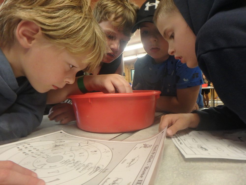 Students investigate an owl pellet
