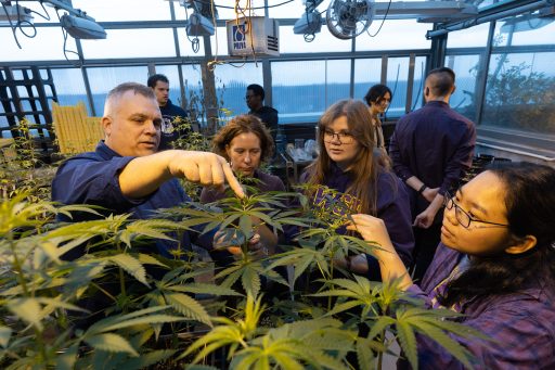 Associate Professors Brian Barringer and Ann Impullitti (left) work with UW-Stevens Point students on researching how hemp plants can be used to remove synthetic materials from soil.