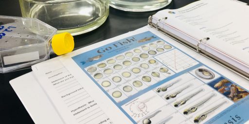 Zebrafish WInSTEP
