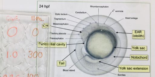 Zebrafish WInSTEP