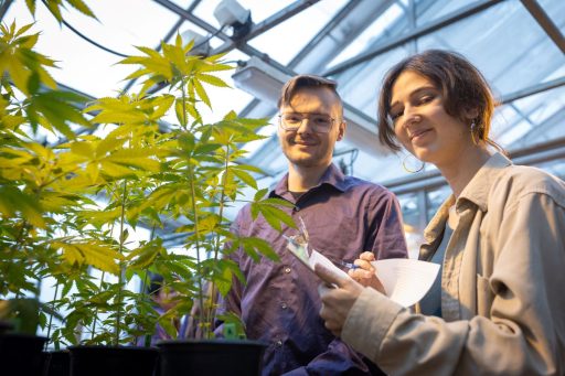 A new online certificate program offers students a foundation in the science of cannabis.