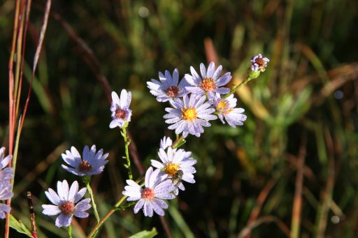 Spring nature programs, including the annual Spring Candlelight Hike, will be offered this April and May at UW-Stevens Point’s Schmeeckle Reserve.