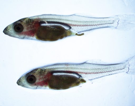 Larval feed trained walleye at UWSP NADF 20 days post hatch