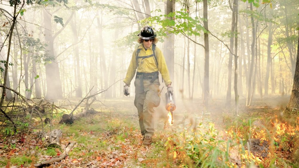 Forestry student conducting a prescribed burn