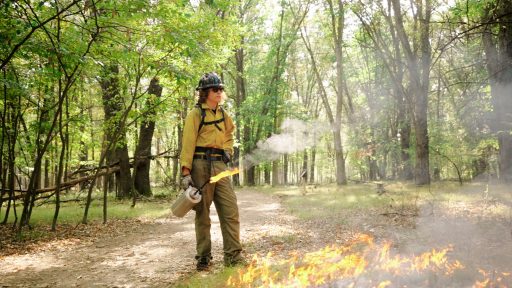 A student performing a prescribed burn in a forest