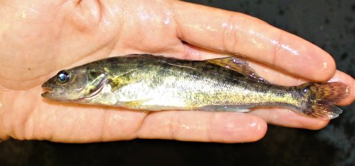 3 months old Walleye fingerling raised indoors at University of Wisconsin Stevens Point Northern Aquaculture Demonstration Facility.