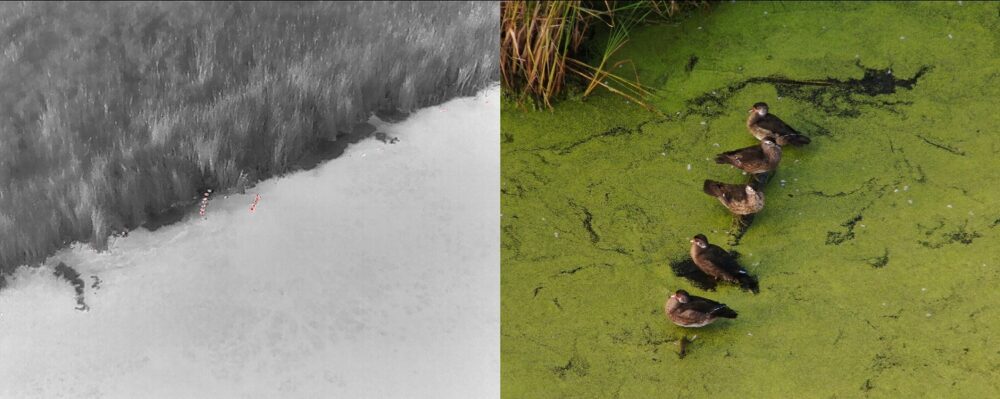 Wood ducks captured using infrared technology (left) alongside a zoomed-in visible light image (right).