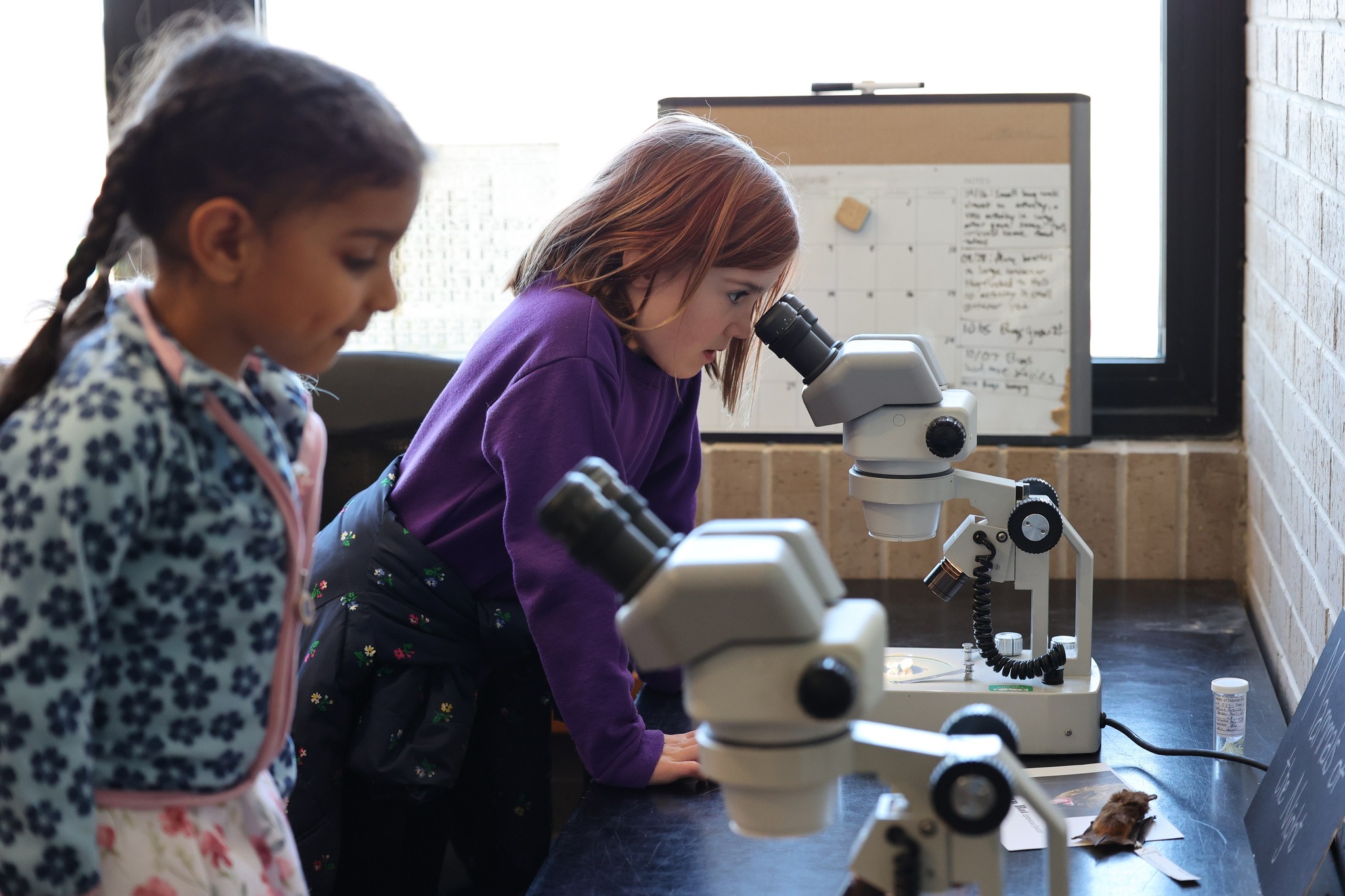 Two children using microscopes